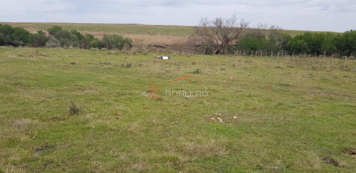 Campo Agricola Ganadero Paysandú de casi 300 Has, bien ubicado y sobre asfalto - GoPunta - Portal Inmobiliario de Punta del Este - Maldonado
