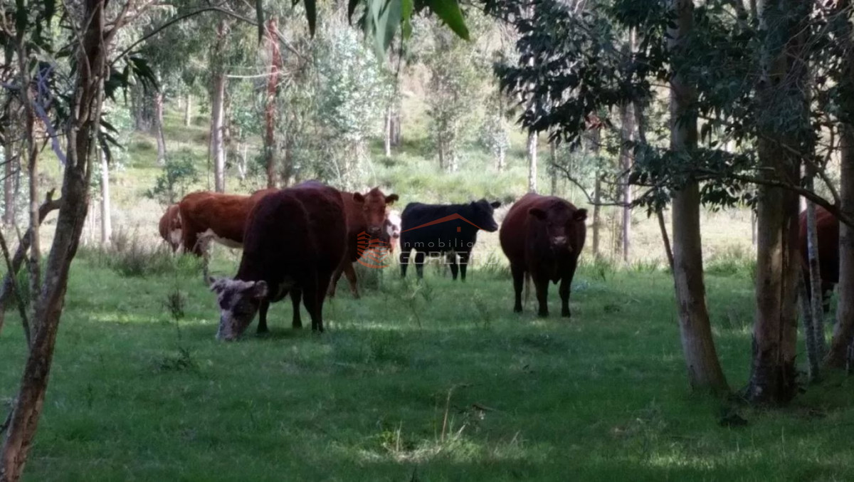 Campo en Uruguay, Rocha - GoPunta - Portal Inmobiliario de Punta del Este - Maldonado