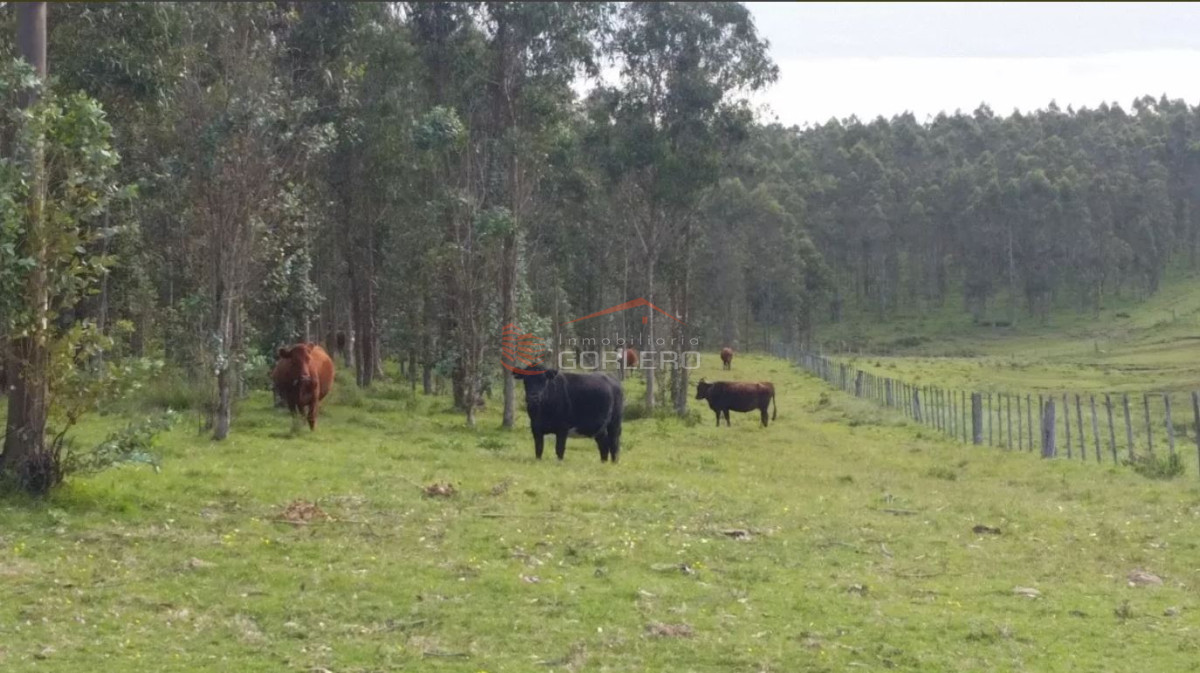 Campo en Uruguay, Rocha - GoPunta - Portal Inmobiliario de Punta del Este - Maldonado