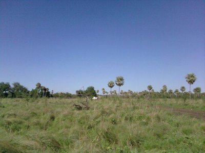 Campo en Argentina - Argentina