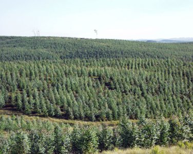 862 Has Cerro largo Ganadero - Forestal