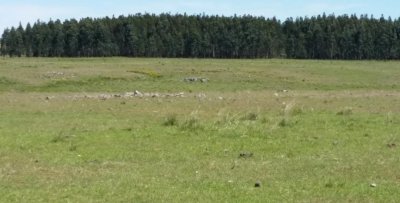 Campo Agricola-Ganadero Paysandú de casi 300 Has, bien ubicado y sobre asfalto