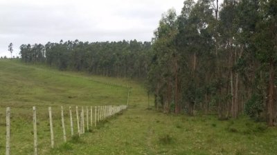 Campo en Uruguay, Rocha