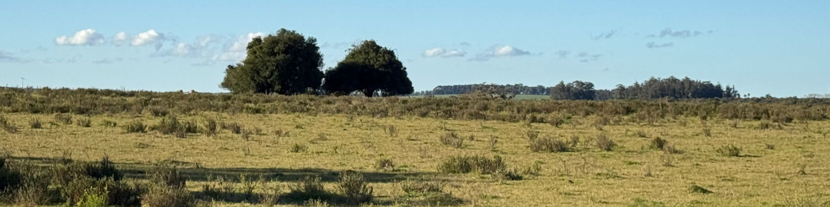 Campo en Venta en  Rocha,  Excelente ubicación, con arroyo, mejorado