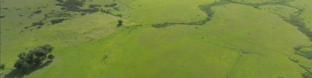 Campo ganadero en zona de Potrero Grande, La Coronilla