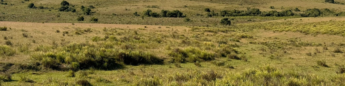Venta de campo en Rocha, a pocos km de Garzón y de ciudad de Rocha