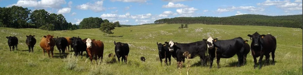 Venta de Campo en Rocha, 350 hás 