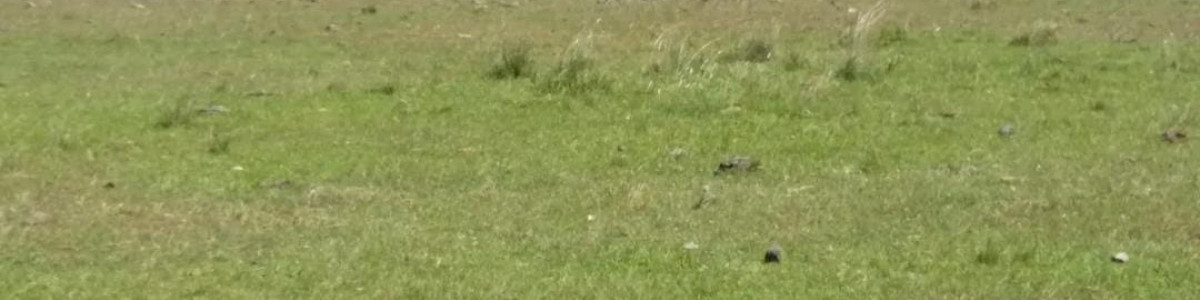 Campo Agricola-Ganadero Paysandú de casi 300 Has, bien ubicado y sobre asfalto