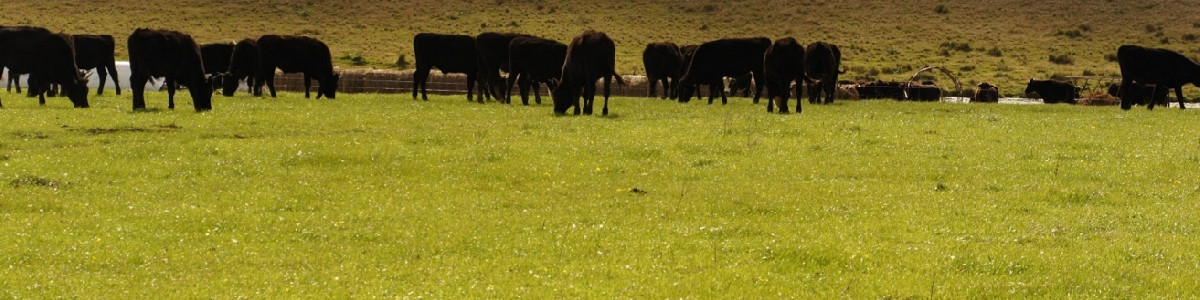 Venta de Excelente campo en Garzón, casi 60 hás a poco del Pueblo 