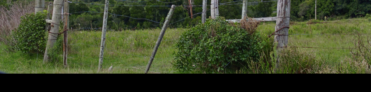 Campo de 50,5 hectáreas con costa a arrroyo