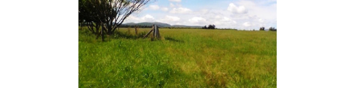 Campo en Uruguay - Maldonado - Cerros Azules Excelente fracción con 90 hás  de buen campo