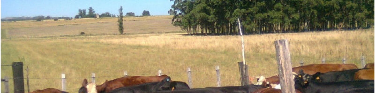 Campo 100 has Agricola-Ganadero a 20 minutos de Punta y 1 hora de Mdeo