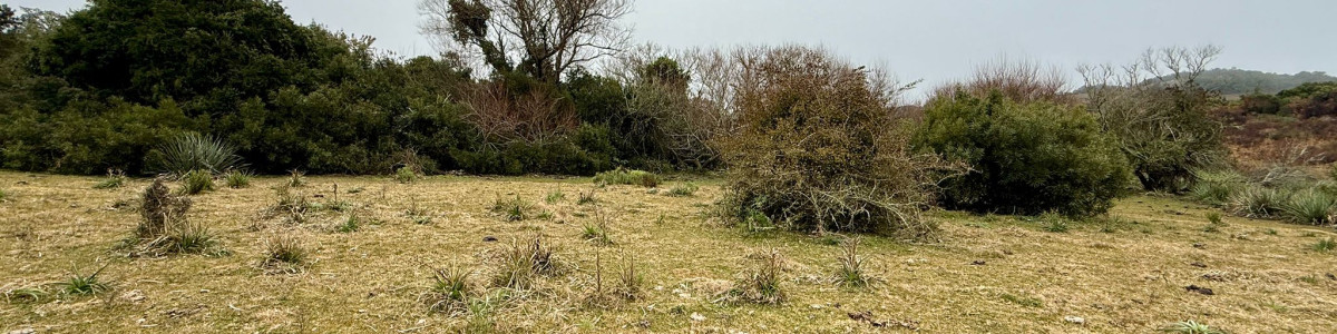 Rocha, Excelente fracción con arroyo 37 has