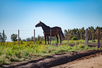 VENTA - Chacras en Jose Ignacio rural, complejo Los Zainos, ruta 9