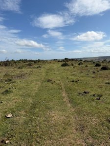 VENTA - Campo Ganadero-Forestal de 176 hectáreas - Castillos, Rocha