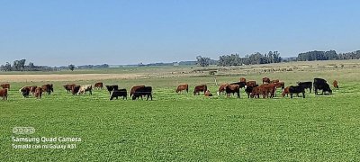 VENTA - Campo 1066 has Ganaderas - Ganaderas Rocha