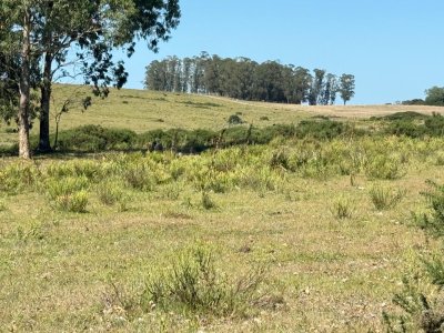 VENTA - Campo 112 hectareas en La Carbonera, Rocha