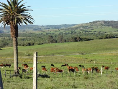 VENTA - Campo 1200 hectáreas - Lavalleja