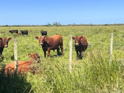 VENTA - 745 HECTAREAS ROCHA