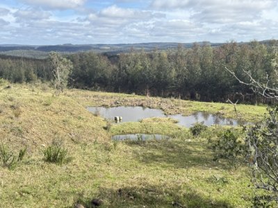 VENTA - Campo 600 hectáreas Rocha - Ganadero Forestal