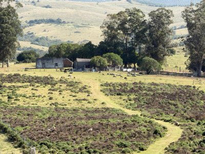 VENTA - Campito 59 hectáreas - Castillos, Rocha