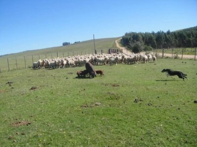 VENTA - Campo 240 hectáreas en 19 de Abril - Rocha