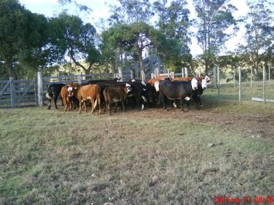 VENTA - Campo 240 hectáreas en 19 de Abril - Rocha