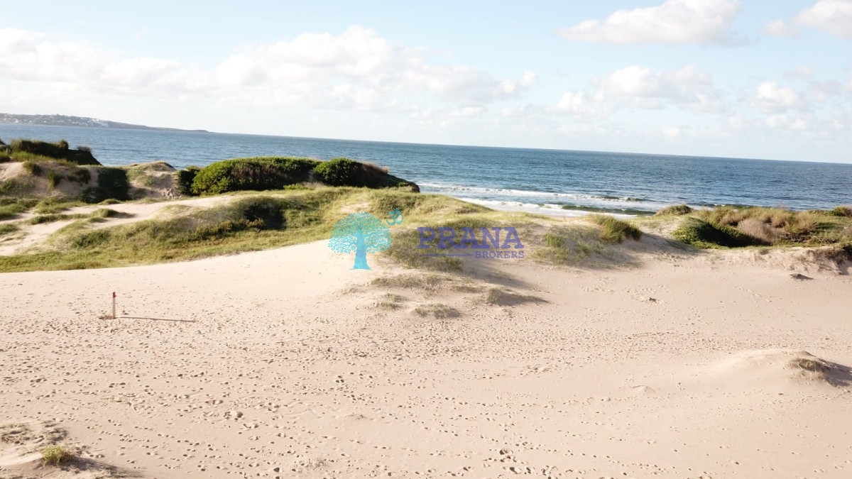 Chihuahua - GoPunta - Portal Inmobiliario de Punta del Este - Maldonado