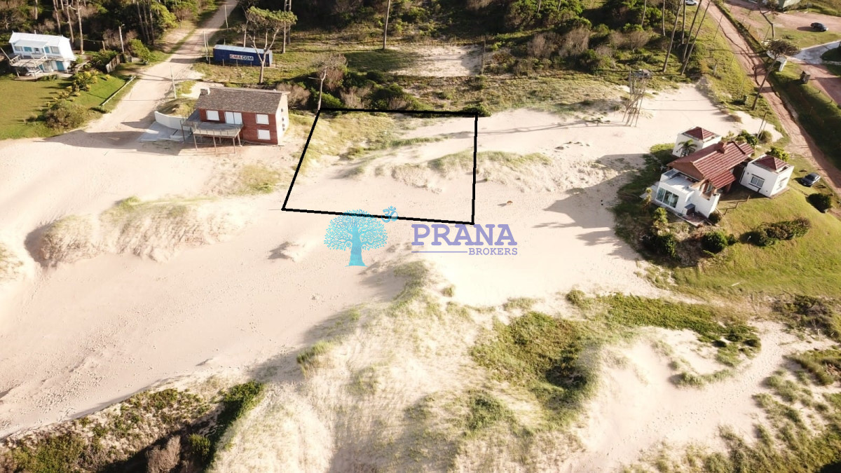 Chihuahua - GoPunta - Portal Inmobiliario de Punta del Este - Maldonado