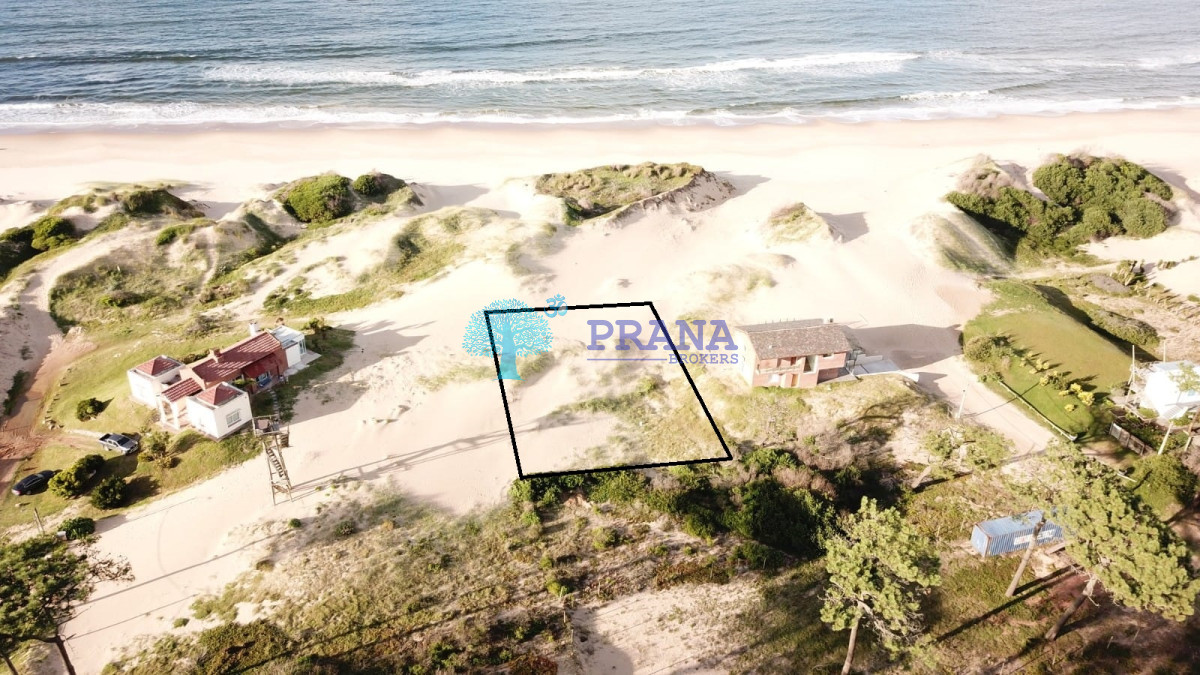 Chihuahua - GoPunta - Portal Inmobiliario de Punta del Este - Maldonado