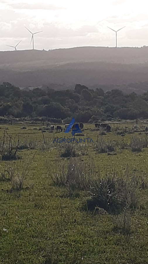 Zona Rural - GoPunta - Portal Inmobiliario de Punta del Este - Maldonado