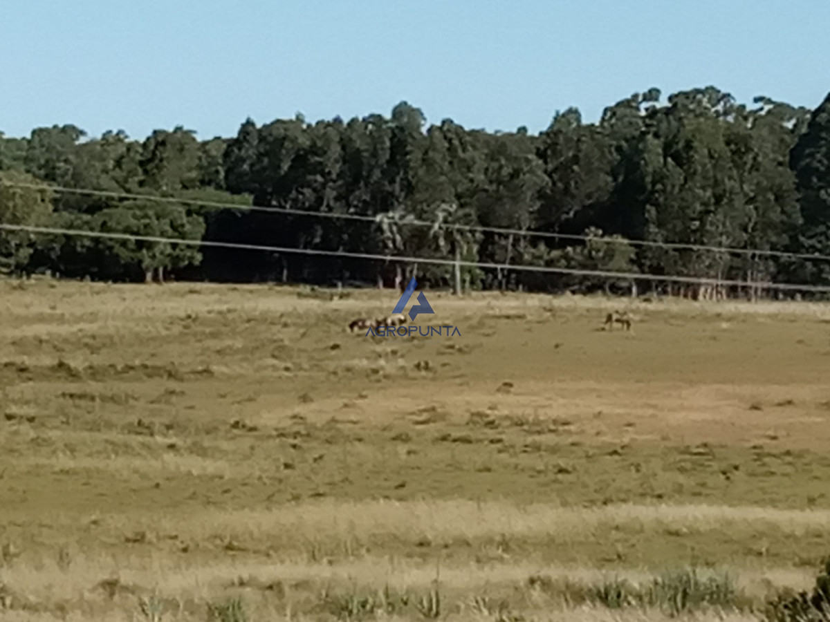 Campo en venta - GoPunta - Portal Inmobiliario de Punta del Este - Maldonado