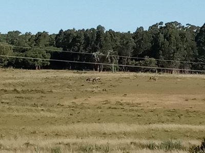 Campo en venta