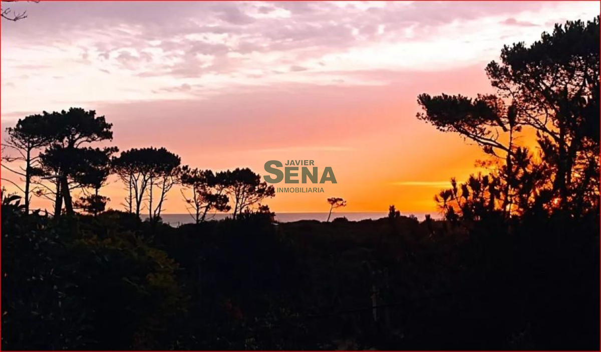 Chihuahua - GoPunta - Portal Inmobiliario de Punta del Este - Maldonado