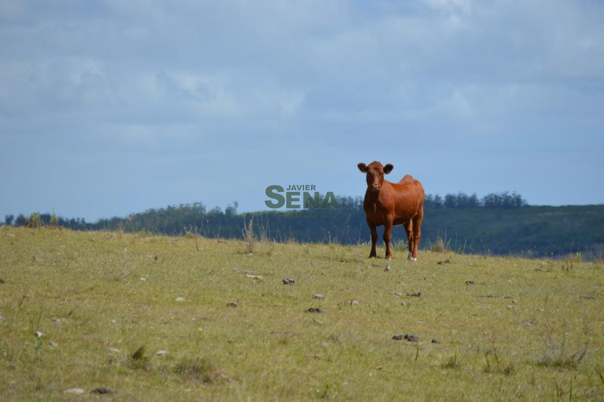 Venta de chacra en las Sierra de los caracoles, unico para descansar - GoPunta - Portal Inmobiliario de Punta del Este - Maldonado