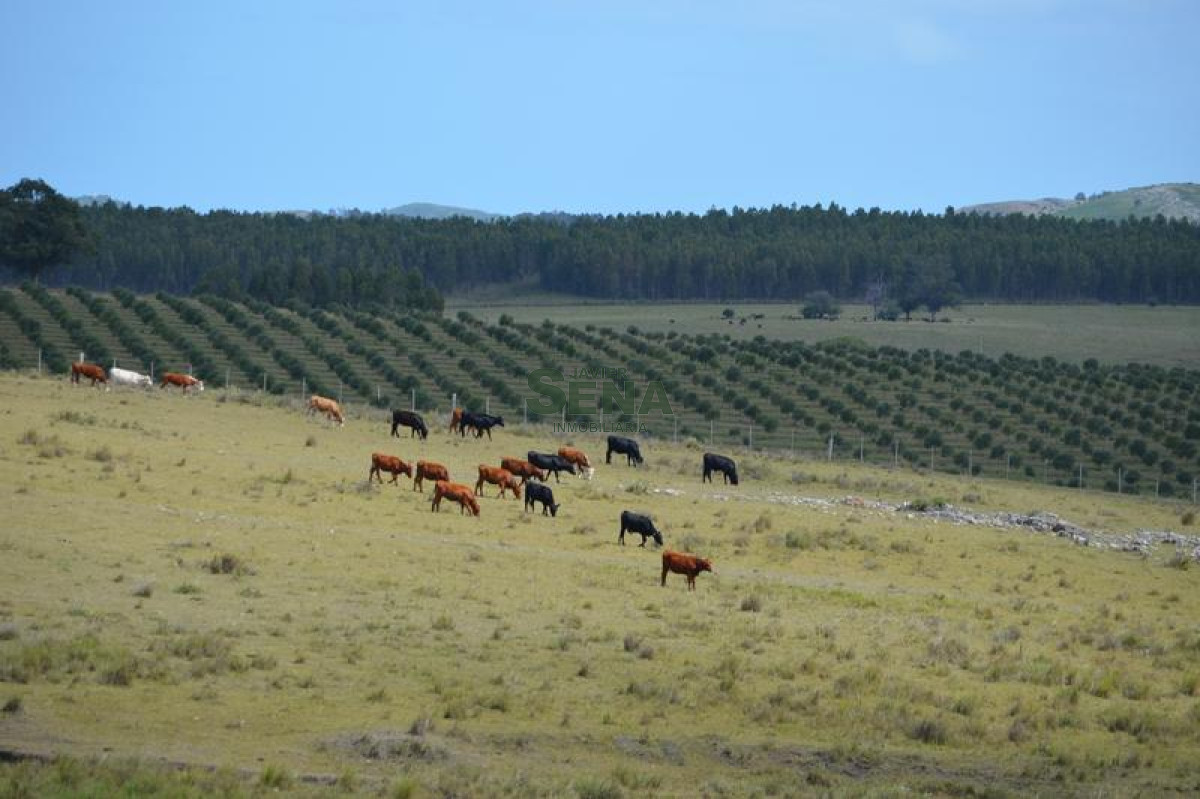 Venta de chacra en las Sierra de los caracoles, unico para descansar - GoPunta - Portal Inmobiliario de Punta del Este - Maldonado