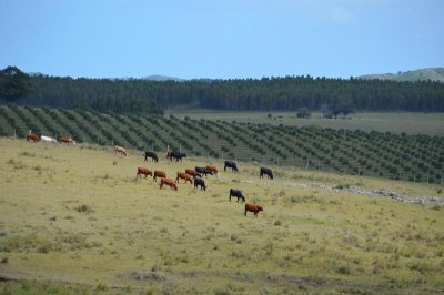 Venta de chacra en las Sierra de los caracoles, unico para descansar