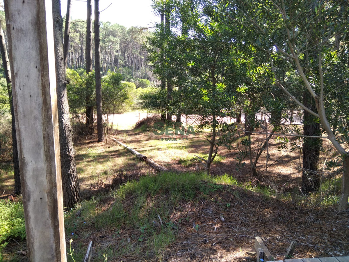 Chihuahua - GoPunta - Portal Inmobiliario de Punta del Este - Maldonado