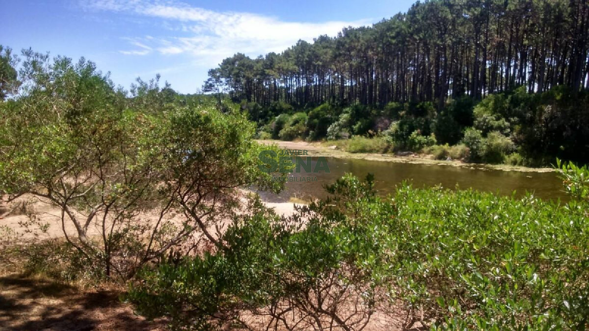 Chihuahua - GoPunta - Portal Inmobiliario de Punta del Este - Maldonado