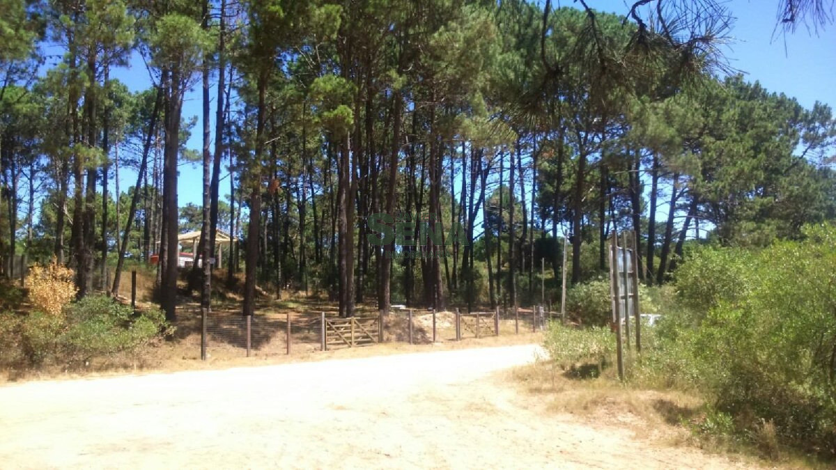 Chihuahua - GoPunta - Portal Inmobiliario de Punta del Este - Maldonado