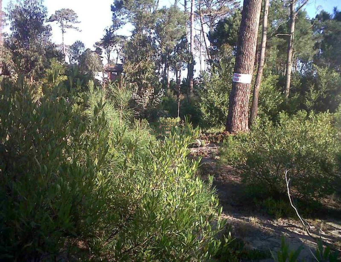 Pinares - GoPunta - Portal Inmobiliario de Punta del Este - Maldonado
