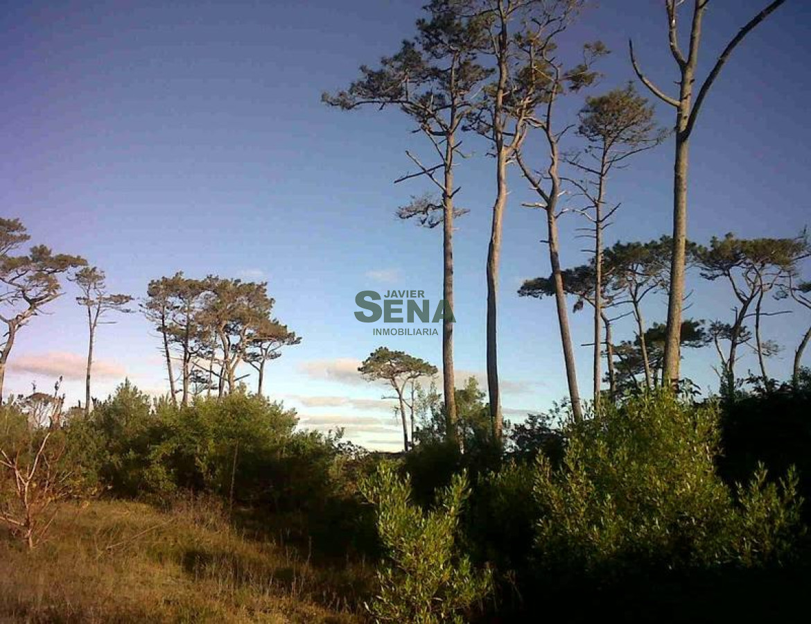 Pinares - GoPunta - Portal Inmobiliario de Punta del Este - Maldonado