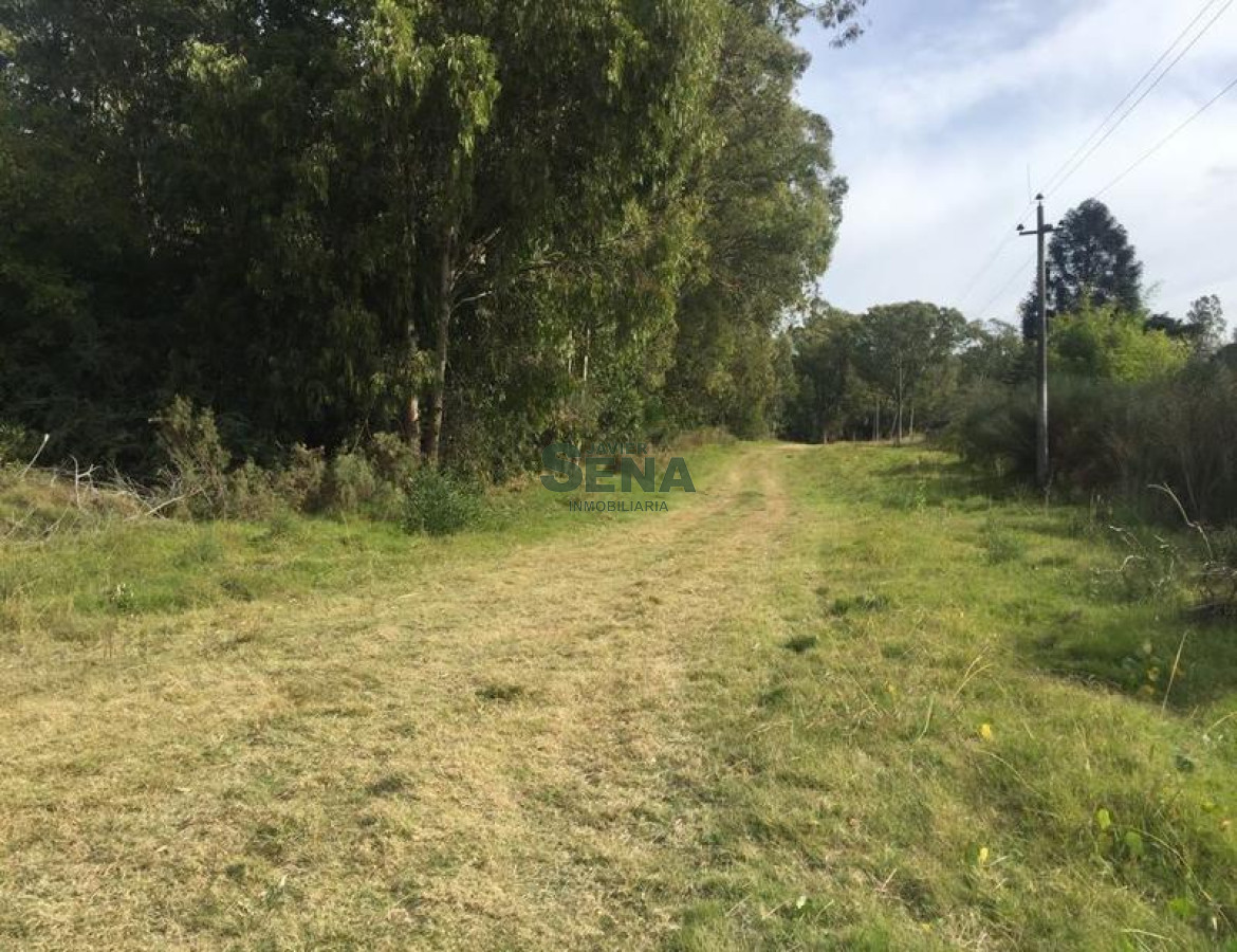 Sauce de Portezuelo - GoPunta - Portal Inmobiliario de Punta del Este - Maldonado