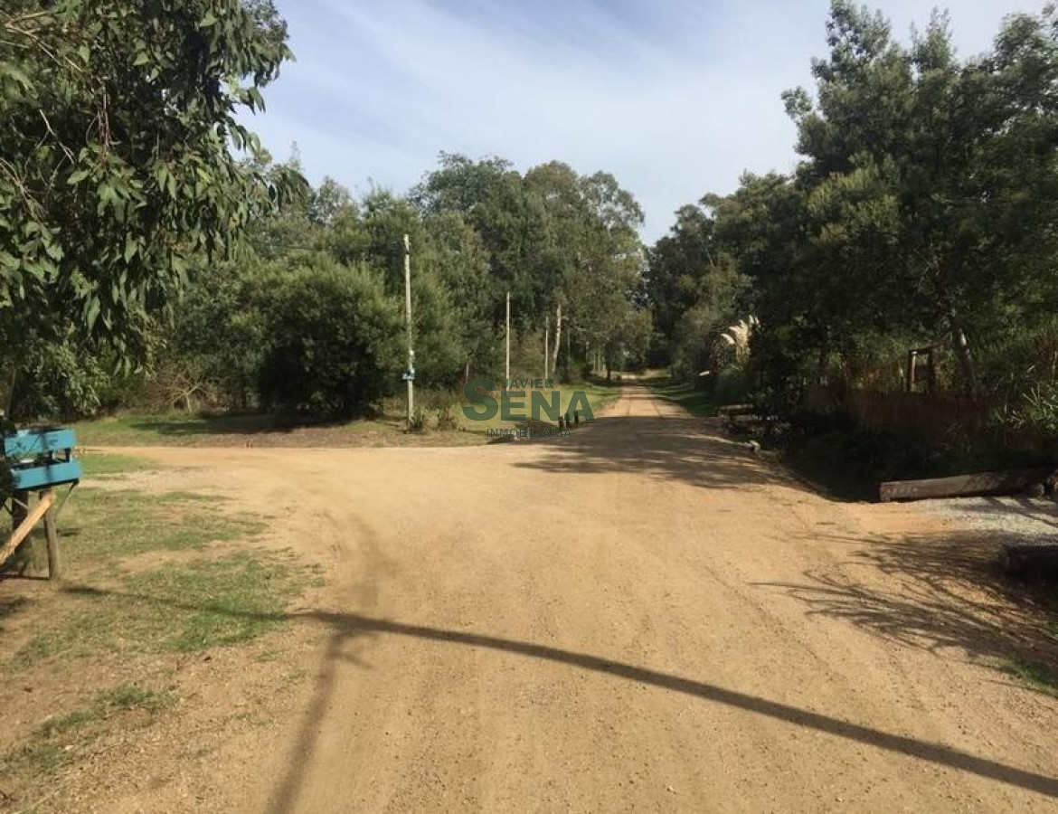 Sauce de Portezuelo - GoPunta - Portal Inmobiliario de Punta del Este - Maldonado