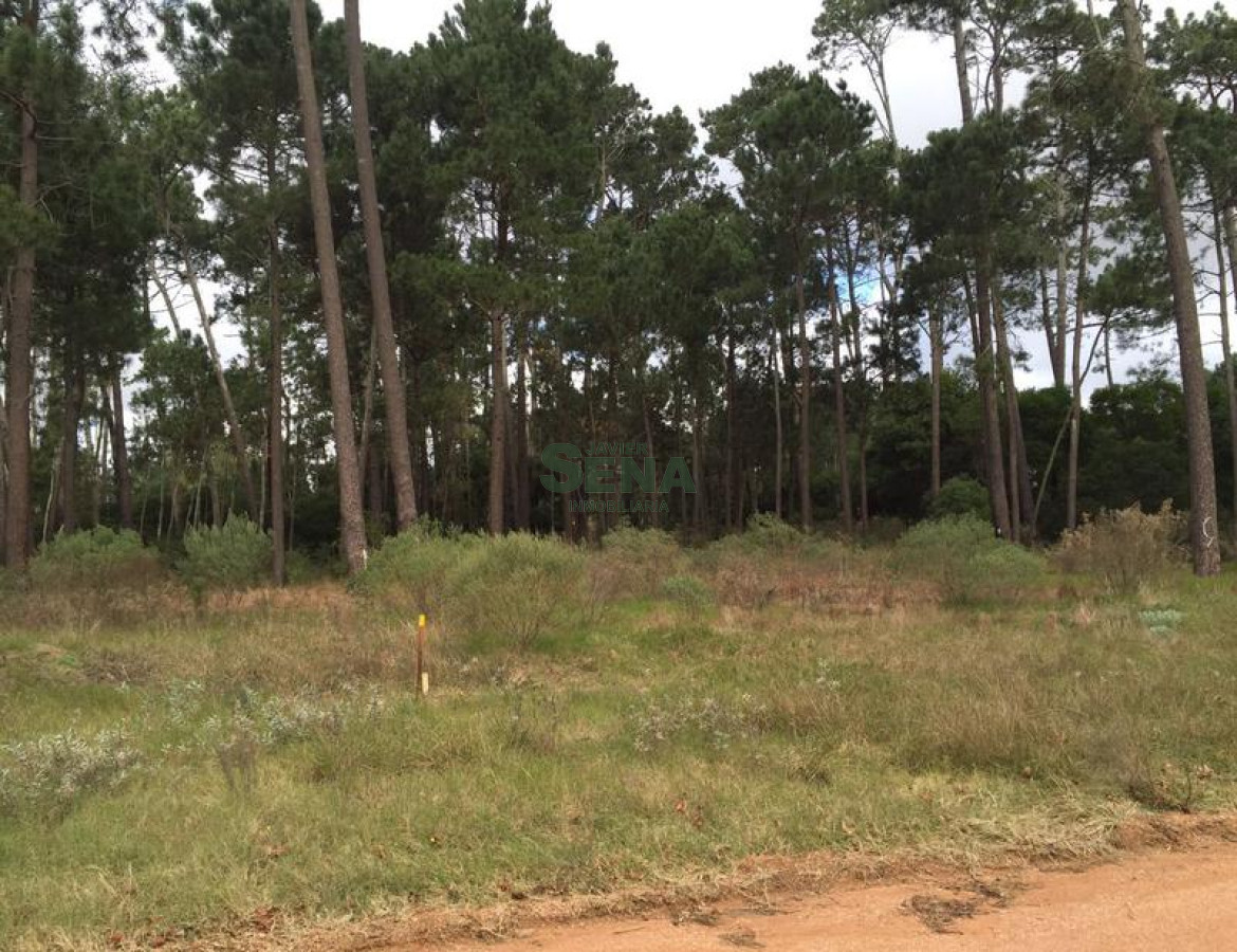 Pinares - GoPunta - Portal Inmobiliario de Punta del Este - Maldonado