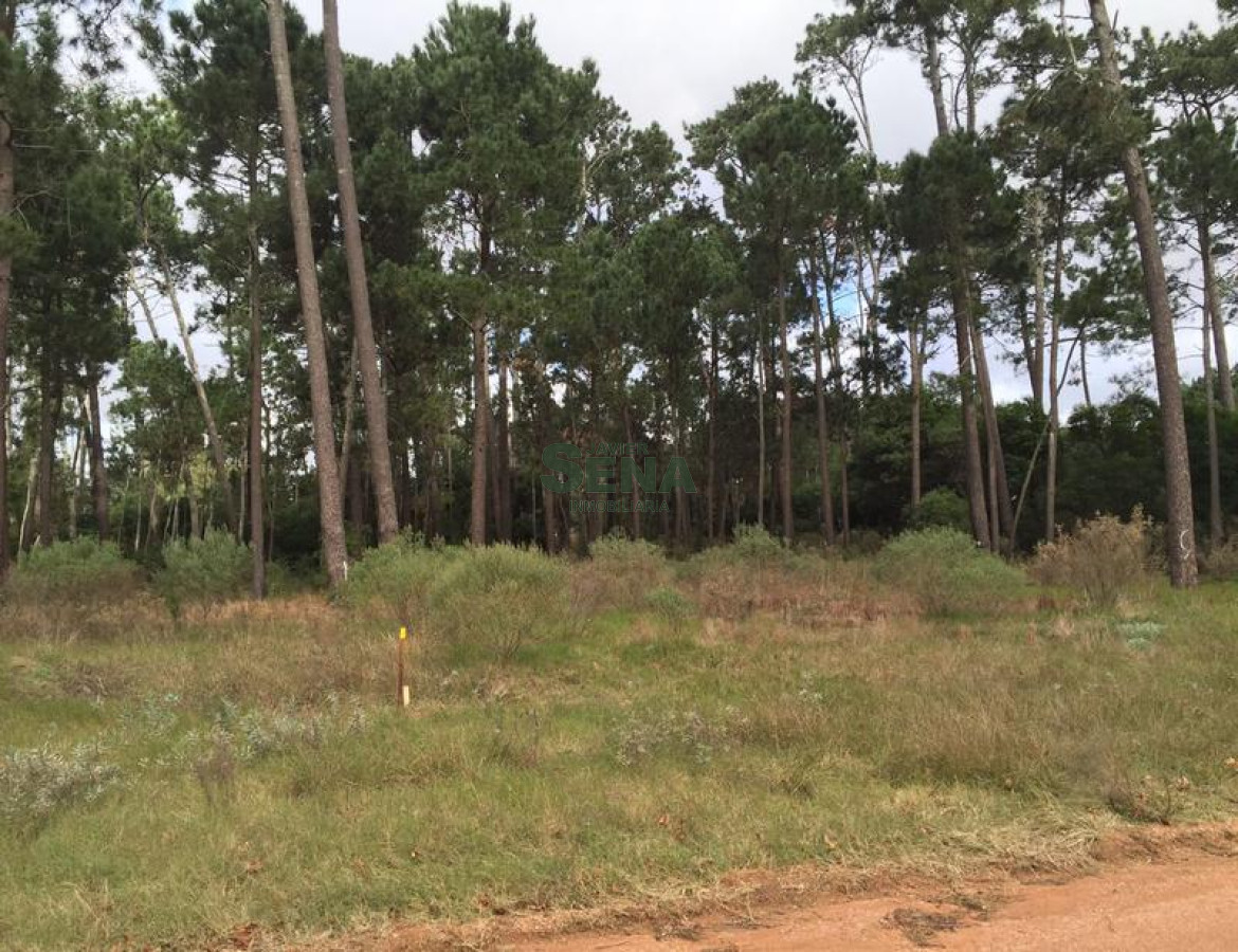 Pinares - GoPunta - Portal Inmobiliario de Punta del Este - Maldonado