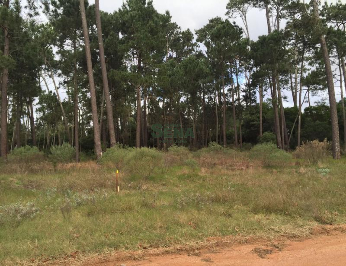 Pinares - GoPunta - Portal Inmobiliario de Punta del Este - Maldonado