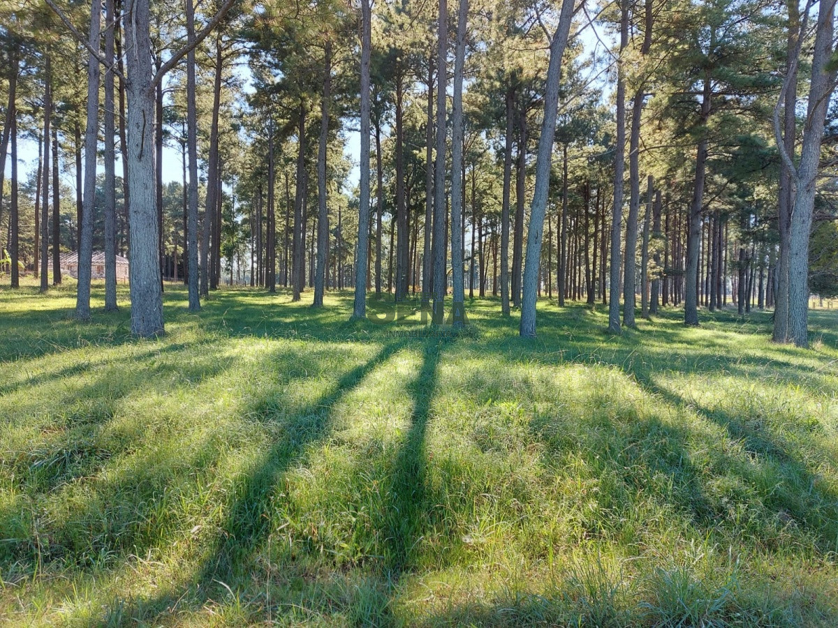 La Pataia - GoPunta - Portal Inmobiliario de Punta del Este - Maldonado