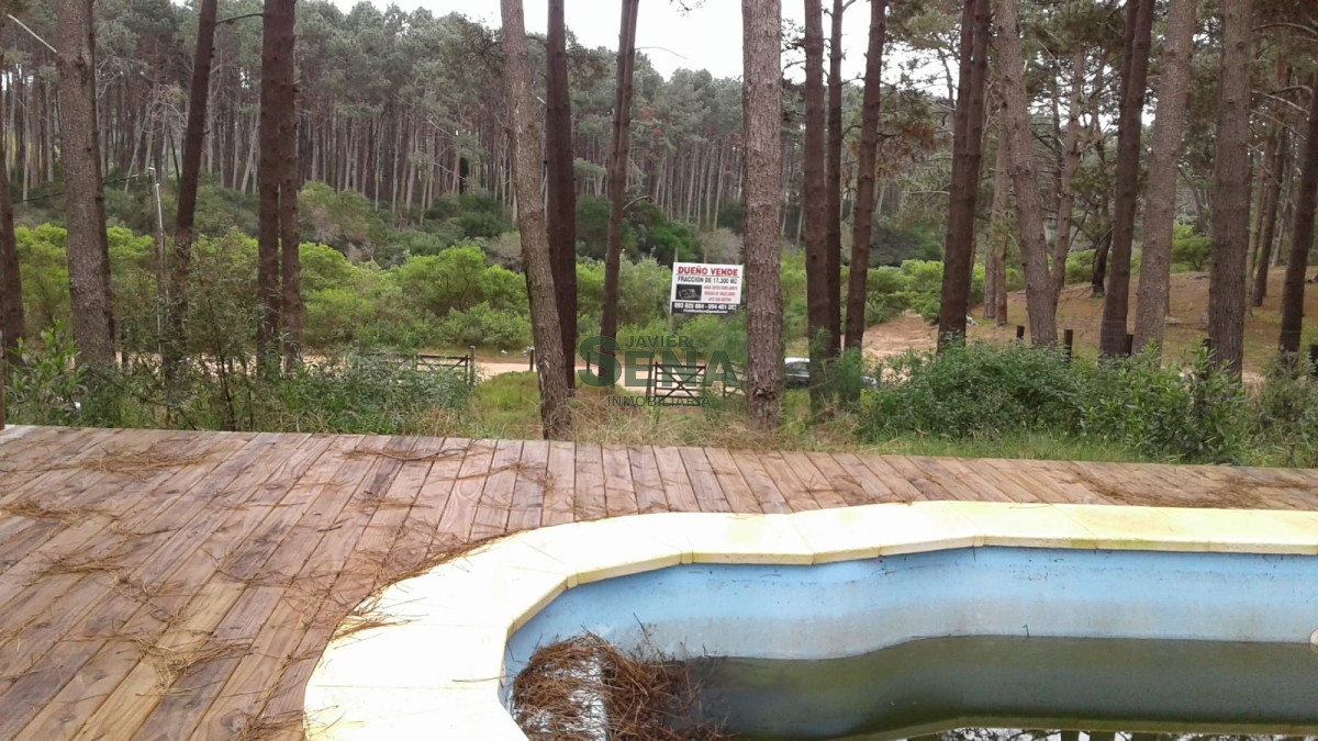 Chihuahua - GoPunta - Portal Inmobiliario de Punta del Este - Maldonado