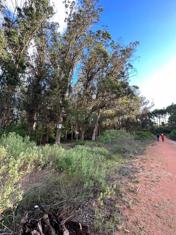 Burnett - GoPunta - Portal Inmobiliario de Punta del Este - Maldonado